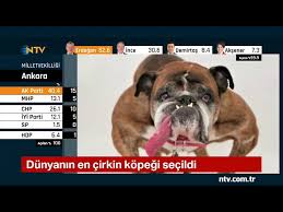 Iste Dunyanin En Cirkin Kopegi Zsa Zsa Juriyi Dili Ile Etkiledi Youtube