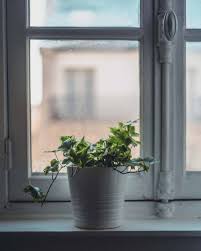 English ivy plant english ivy indoor plantas indoor easy house plants growing plants indoors diy hanging shelves wall shelves plants on shelves storage shelving. Tips For Growing Ivy Indoors Hedera Helix Watering Care Guide