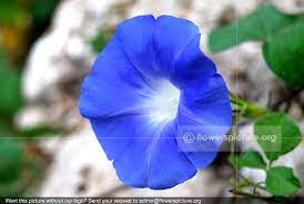 Morning Glory Flower Name In Tamil Best Flower Wallpaper