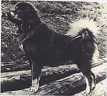The tibetan mastiff is akc's 155th breed. Tibetan Mastiff Wikipedia