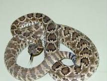 Image result for range of the mojave green rattlesnake