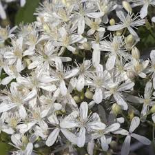 Image result for Clematis villosa