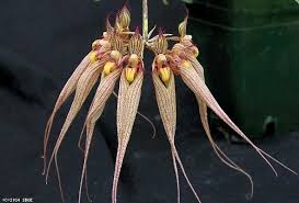 Image result for Bulbophyllum elliotii