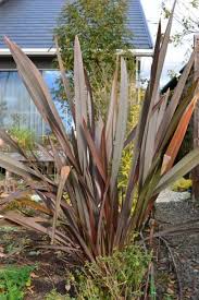 ニュージーランドのフォルミウム ニュー オーストラリアの植物 のアルバム みんなの趣味の園芸 Id 28389