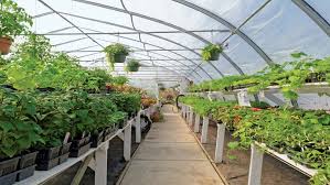 Itulah 15 tanaman yang menguntungkan yang dapat anda budidayakan. Macam Macam Tanaman Hortikultura Dan Karakteristiknya Rumah Com