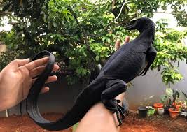 The asian water monitor is a large species of monitor lizard. Asian Water Monitor The Best Pet Lizard Biawak Reptilenesia