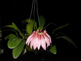 Image result for Bulbophyllum burttii
