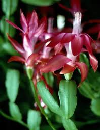 A thanksgiving cactus typically requires a specific type of environment to ensure optimal growth and proper flower blossoming. How To Transplant A Thanksgiving Cactus