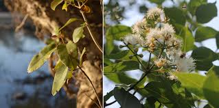 Image result for Cuviera semseii