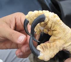 Garras