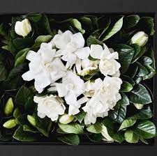 The Ultimate Mother S Day Gift A Flower Box Full Of White Flower Gardenia Blooms Fresh From The Farm Because Flower Subscription Easter Flowers Flower Boxes