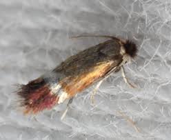 Image result for Stigmella ulmariae