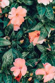 Green and pink abstract watercolor background mobile phone wallpaper vector. Peach Aesthetic Backgrounds Wallpaper Tumblr Pink Novocom Top