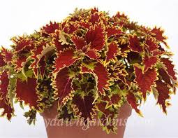 Image result for Coleus rhodesianum