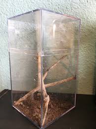 Iguanas, gila monsters, and many other lizards. How To Care For A Pet Black Widow Spider Pethelpful