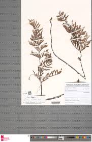 Image result for Pellaea dura