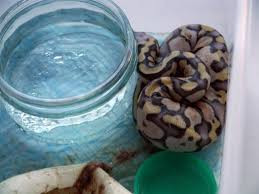 How Fast Do Baby Ball Pythons Grow Snakes For Pets