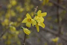 Forsythia Intermedia Beatrix Farrand Plant Finder Plants Plant Finder Forsythia