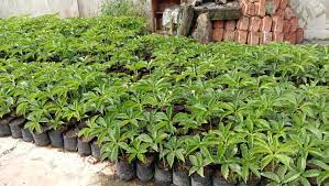 Tanaman porang biasanya diolah menjadi tepung porang, kosmetik, penjernih air, lem dan jelly. 98aomqhsvhepdm