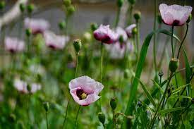 Sin coste para uso comercial sin necesidad de mencionar la fuente libre de derechos de autor. Amapola Como Flor Comestible De Flores Comestibles