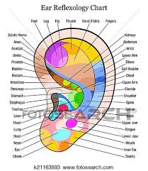 Ear Reflexology Chart Description W Clipart K21163593