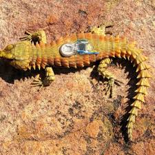 We did not find results for: 2 An Adult Male C Cataphractus From The Matjiesriver Inland Download Scientific Diagram