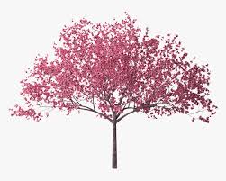 Pink blossom tree illustration, cherry blossom pink flower bouquet color, pink peach branches transparent background png clipart. Cherry Blossom Tree Png Transparent Png Transparent Png Image Pngitem