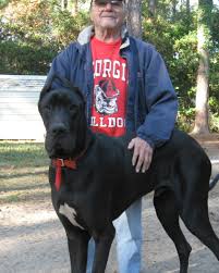 Breeders of bis, biss, rubis, grand champions and numerous champions over 46 years, including dane of the year, our involvement and love for the breed has. Do Great Danes Drool And More Breed Information Hubpages