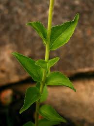 Image result for Stomatanthes