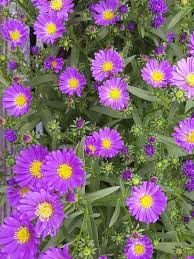 20 Bold And Beautiful Flowers That Bloom In Fall Aster Flower Flowers Perennials Beautiful Flowers