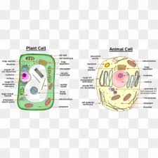 Most animal cell types, such as fibroblasts and epithelial cells, attach and grow on the plastic surface of dishes used for cell culture (figure 1.39). Image Showing Difference Between Animal Cell And Plant Animal And Plant Cell Easy Drawing Hd Png Download 957x405 3382652 Pngfind