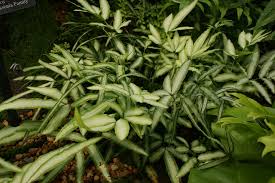 Image result for Pteris buchananii