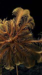 Bildergebnis für Saodat Ismailova