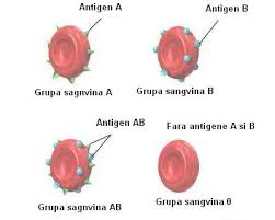 Cele mai importante grupe de sange sunt 0, a, b si ab. Grupele De Sange Si Personalitatea De Prin Lume Adunate