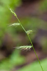 Image result for Oplismenus