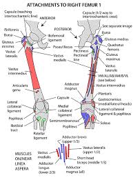 A patient's guide to hip anatomy. Femur Anatomy Bony Landmarks Muscle Attachment How To Relief