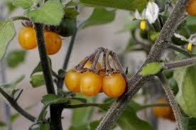Image result for Solanum villosum