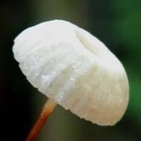 Image result for Marasmius rotula