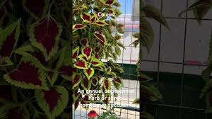 Image result for Coleus maculosus