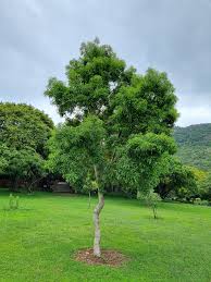 Image result for Heteropyxis natalensis