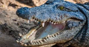How Fast Can A Crocodile Run? - Quora