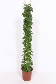 Image result for Cissus rotundifolia