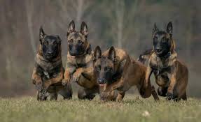 Belgian Malinois Max War Dog Bing Images Belgian Bing Dog Images Malinois Max War Malinois Belcika Malinois Kopek