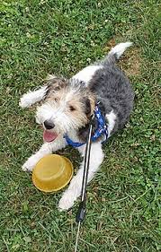 I know that some doctors recommend dachshunds to homes that have people with yorkies or yorkshire terriers are characterized by their small stature, silky coat and energetic personalities. Fox Terrier Wikipedia