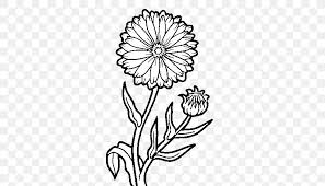 Calendula Officinalis Drawing Marigold Png 600x470px Calendula Officinalis Artwork Black And White Botanical Illustration Color Download The aztecs were of the belief that. calendula officinalis drawing marigold