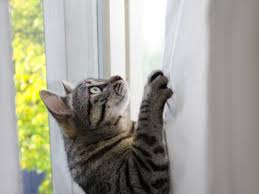 Scratch cats adventures are all on this screen. How To Teach Cats Not To Climb Curtains Petmd