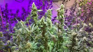 Optilux is equipped with heatsink technology, providing advanced heat transfer and passive cooling. Optilux Led Grow Light Technologie Blog Cannabis