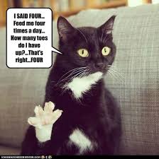 I Can Has Cheezburger Toes Page 3 Funny Animals Online Cheezburger i can has cheezburger toes page 3