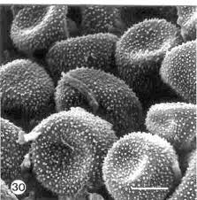 Image result for Hyparrhenia anamesa