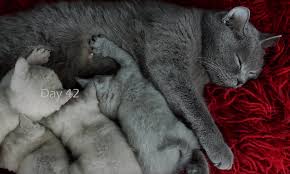Beautiful Blue British Shorthair Kitten British Shorthair Kittens British Shorthair Cat Day